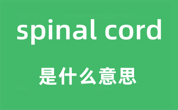 spinal cord是什么意思,中文翻译是什么