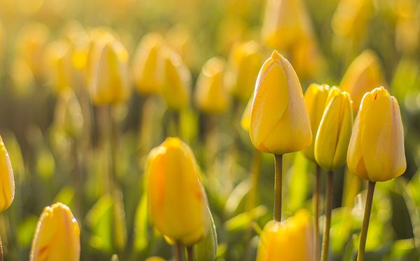 郁金香的花语是什么,郁金香花语大全