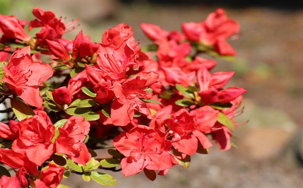 杜鹃花的花语是什么,杜鹃花花语大全