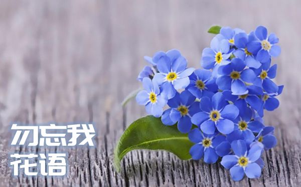 勿忘我的花语是什么,勿忘我的花语大全