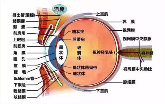 为什么眼睛不怕冷,人的眼睛真的不怕冷吗