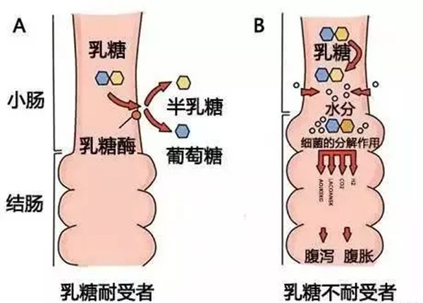 为什么不能空腹喝牛奶,不能空腹喝牛奶的原因是什么