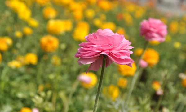 花毛茛花语