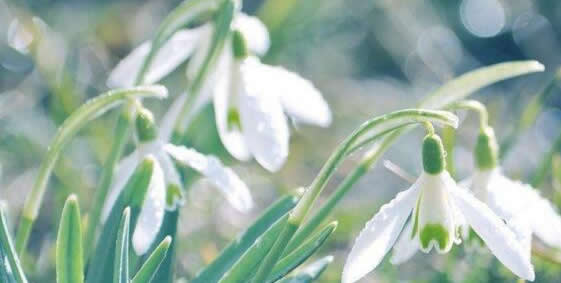 雪滴花的花语