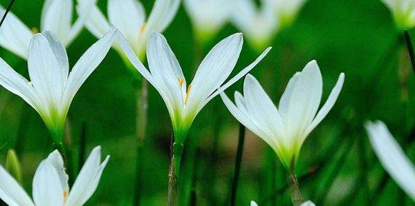 葱兰的花语和寓意是什么