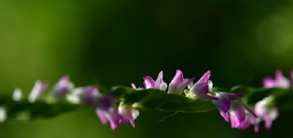 绶草花语