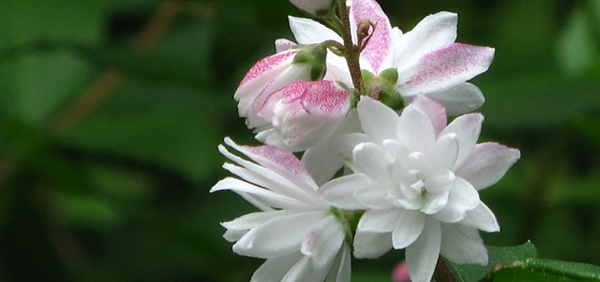 山梅花的花语