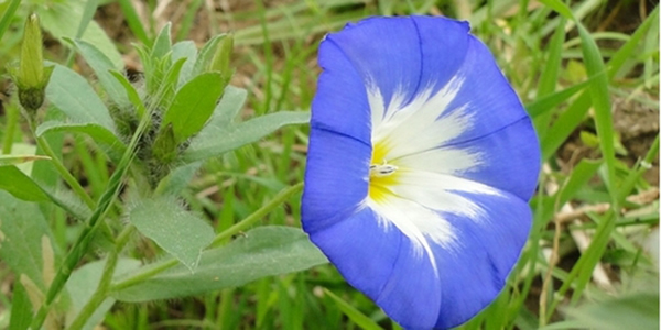 三色旋花的花语