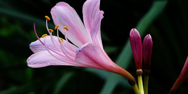 换锦花的花语