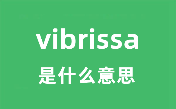 vibrissa是什么意思