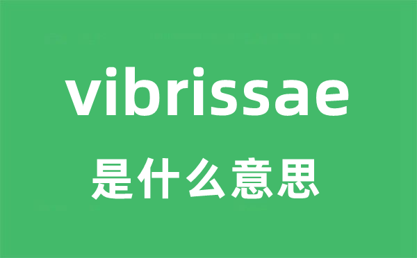 vibrissae是什么意思