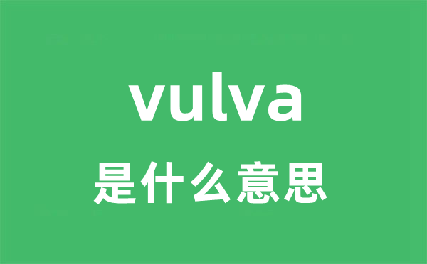 vulva是什么意思