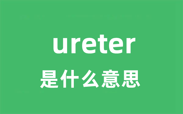 ureter是什么意思