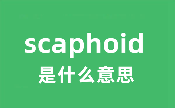 scaphoid是什么意思