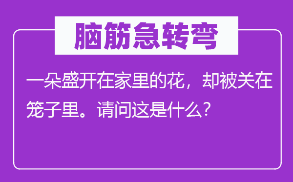 脑筋急转弯：一朵盛开在家里的花，却被关在笼子里。请问这是什么？