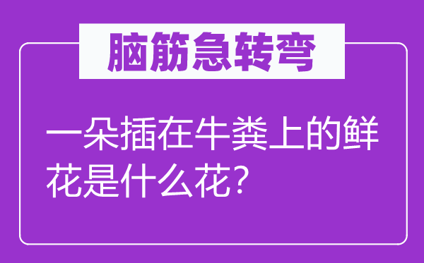 脑筋急转弯：一朵插在牛粪上的鲜花是什么花？