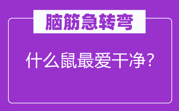 脑筋急转弯：什么鼠最爱干净？