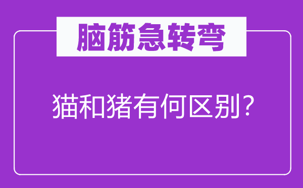 脑筋急转弯：猫和猪有何区别？