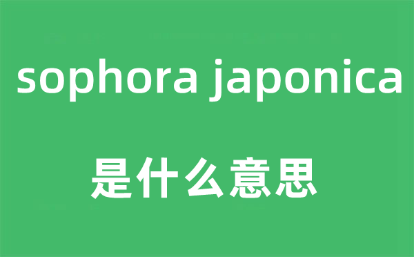 sophora japonica是什么意思,中文翻译是什么