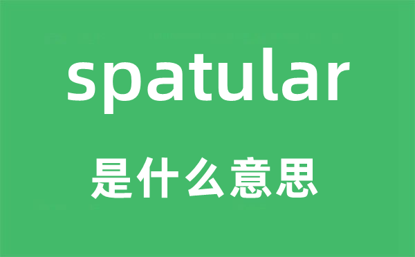 spatular是什么意思,spatular怎么读,中文翻译是什么