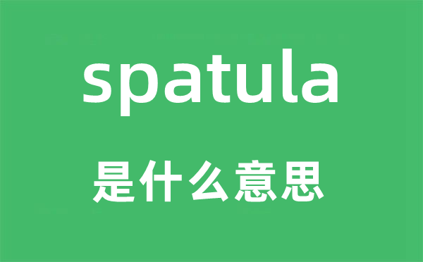 spatula是什么意思,spatula怎么读,中文翻译是什么