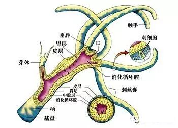 为什么说珊瑚虫是动物？