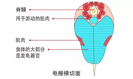 鳗鱼的读音,鳗字怎么读拼音是什么,鳗鱼的鳗为什么不读第四声