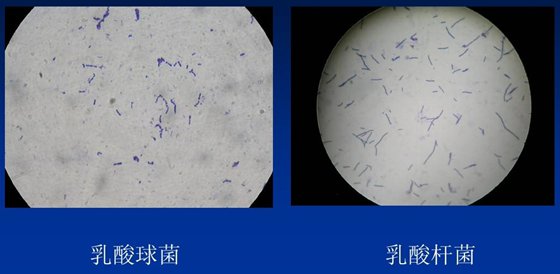 酸奶为什么是酸的,牛奶怎么做成酸奶