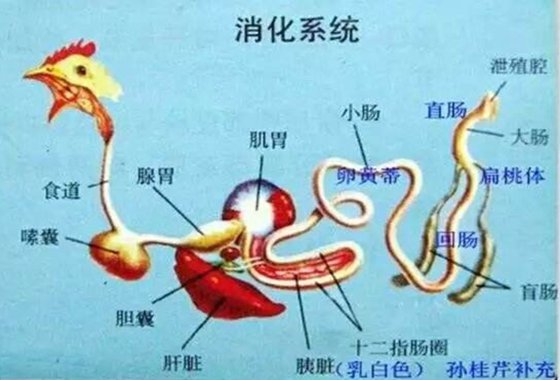 鸡为什么要吃沙子,鸡吃沙子的原因是为了消化