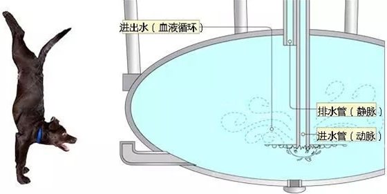 长颈鹿为什么不会脑淤血,长颈鹿高血压的秘密