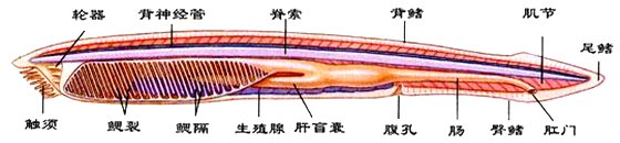 文昌鱼为什么十分珍贵