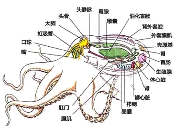 章鱼真的没有身子吗,章鱼的身体结构