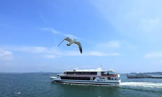 海鸥为什么要跟着轮船飞,海鸥追轮船的原因