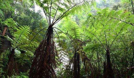 桫椤为什么不是树,桫椤是蕨类植物之王的原因