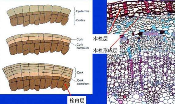 白桦树树皮为什么是白色的