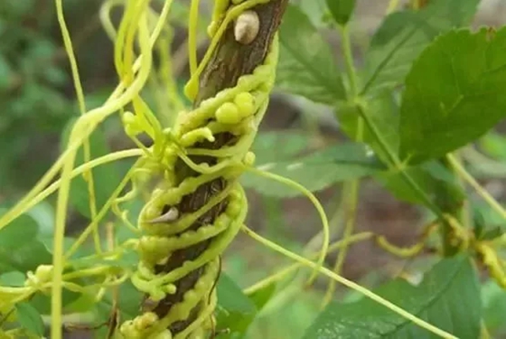 寄生植物有哪些,植物也可以寄生吗