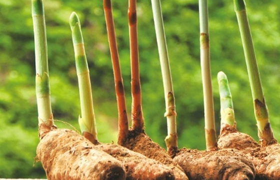 寄生植物有哪些,植物也可以寄生吗