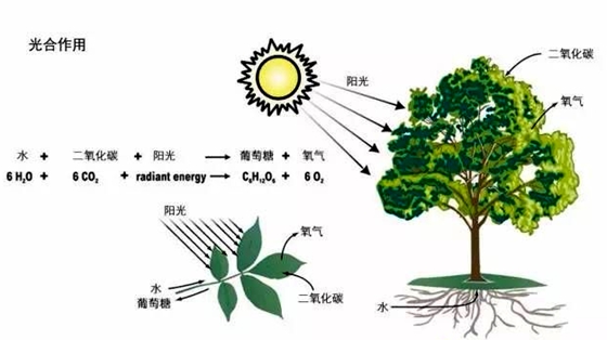 为什么大树底下比较凉快,大树下面好乘凉的原因