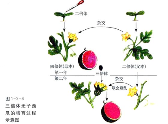 为什么无籽西瓜没有籽