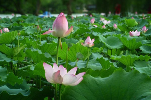 菡萏怎么读拼音是什么,菡萏的意思是什么,关于菡萏的诗句