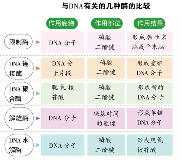 为什么基因工程也叫遗传工程,什么是基因工程