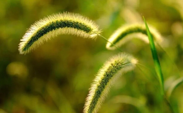 狗尾巴草的花语和寓意是什么