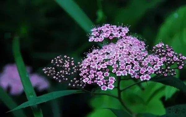 芒种节气的含义是什么,芒种节气的特点和风俗简介